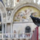 Venetian Pigeon